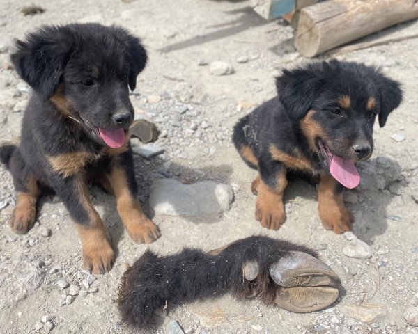 西藏♥️可愛動物🐎人物寫真/拉薩旅拍/美食2902922