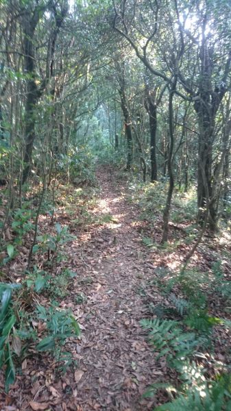 五指山古道O走-友蚋山-新山夢湖178461