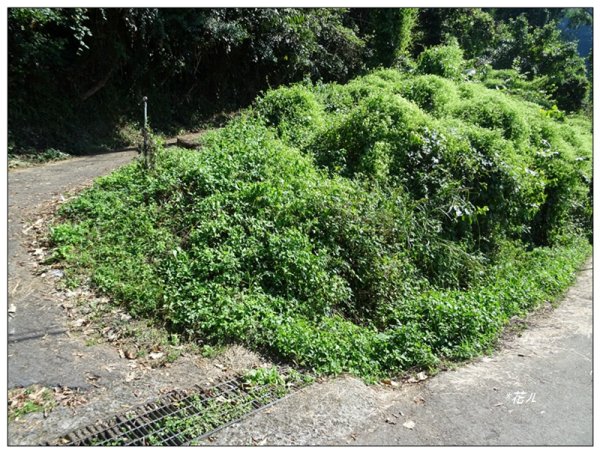 馬那邦山(小百岳)/上湖登山口2427086