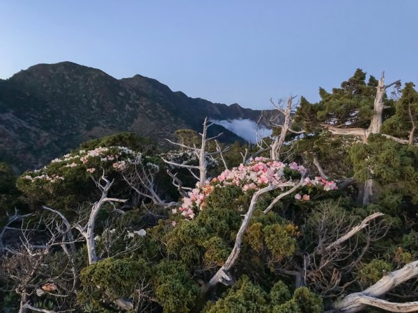 202505八大秀2874056