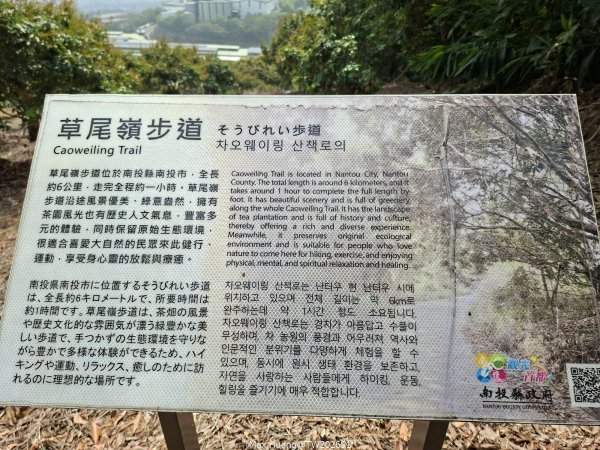 《南投》幸運之花｜草尾嶺步道賞血藤花202603293025013