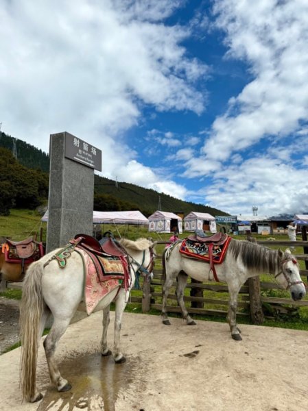 西藏♥️可愛動物🐎人物寫真/拉薩旅拍/美食2911672