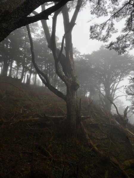（單攻）20250118 西巒大山 人倫林道2698431