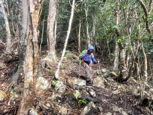 回程下雨的 松鶴上 八仙山 202510252925764