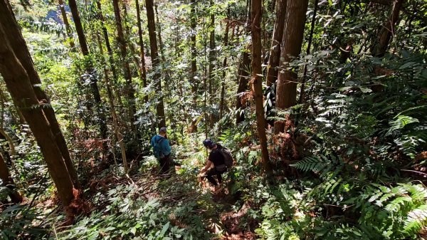 新竹尖石蓮包山+鴛鴦谷鰻潭瀑布O型走2379228