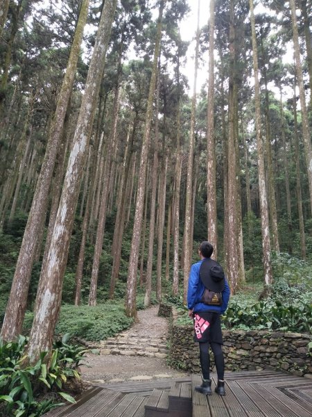 2度強渡關山未竟之藤枝國家森林遊樂區 多納部落 新威森林公園輕鬆走1880457