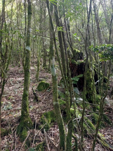 🥵20231107南一段會繞過🤷忘記的溪南山2340100