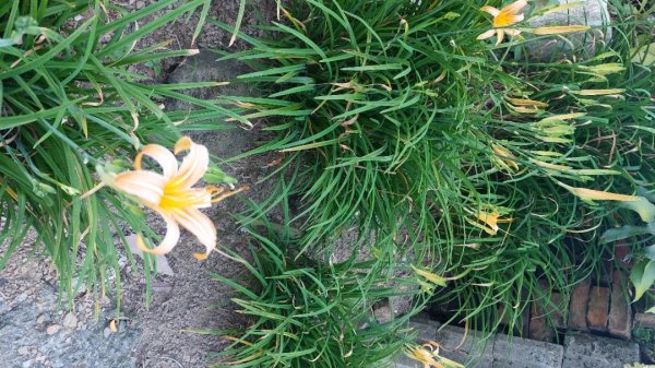 20250816_天上山系望月亭桐花段2863449