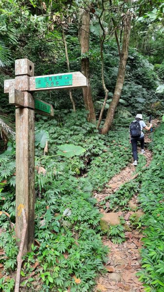 《台中》觀九九峰｜霧峰青桐林生態步道群202511092932228