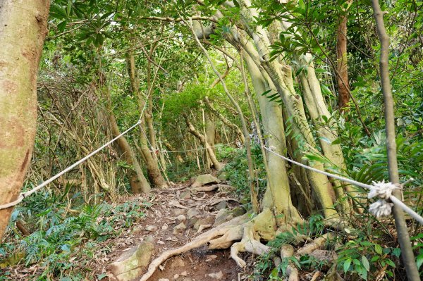 新北 八里 觀音山、牛港稜山2681329