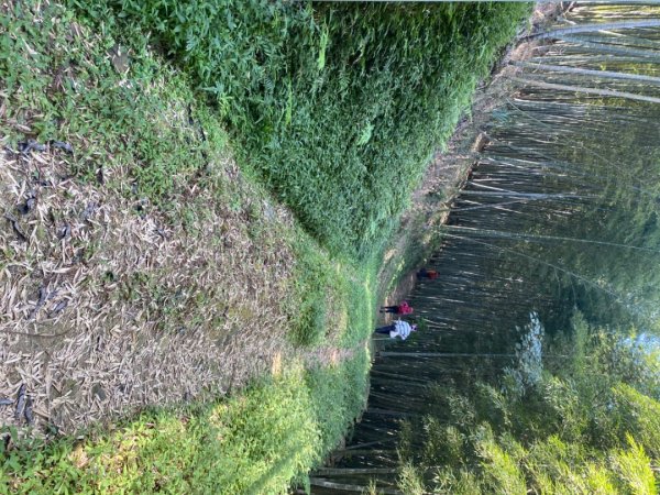 鹿谷大崙尾山、和雅挑竹古道7號、和雅挑竹古道6號O型走2425946