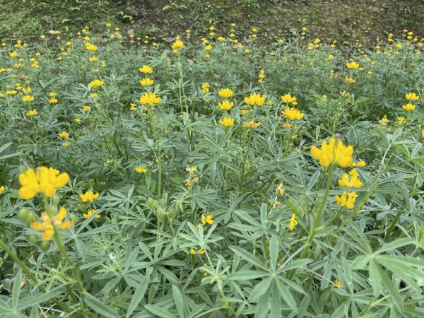 2026台北大縱走3013915