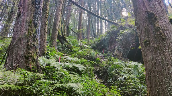 留龍頭 嶺頭山 金柑樹山 忘憂森林 我想抓住您的美2092098