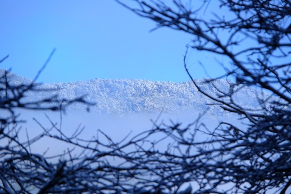 拉拉山神木上的雪白上衣1232619