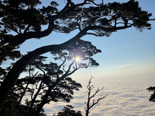 見證最美麗北大武山雲海、鐵杉1319007
