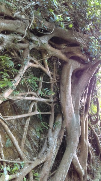 【臺北大縱走 6】象山拇指山南港山九五峰918396