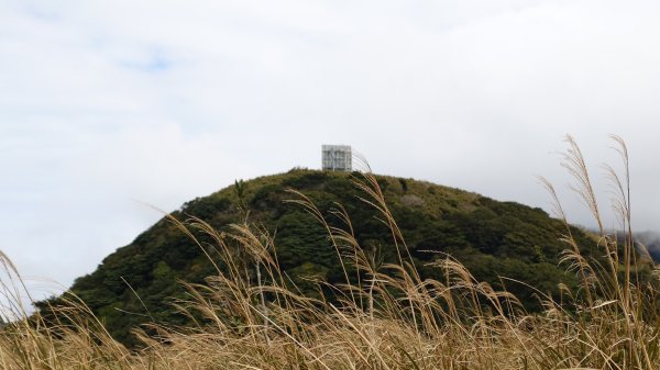 20260125 陽明山前後山健行(無極天元宮~山仔頂步道.向天池.向天山.面天山.二子坪)2998009