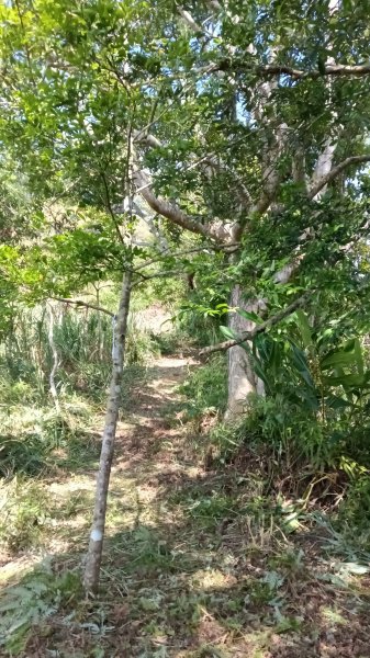 坪林區仁里坂山-火炎山未竟跟聯合艦隊除草去3125117