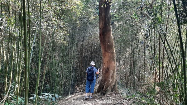 《南投》古道巡禮｜八通關古道社寮線蜈蚣崙段202511152937051