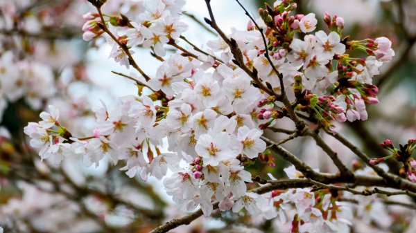 宮崎高千穗峽,愛情十字海3027813