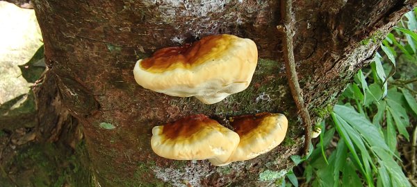 2025/12/06-光高天+南大龜+向天湖+三角湖山2957693