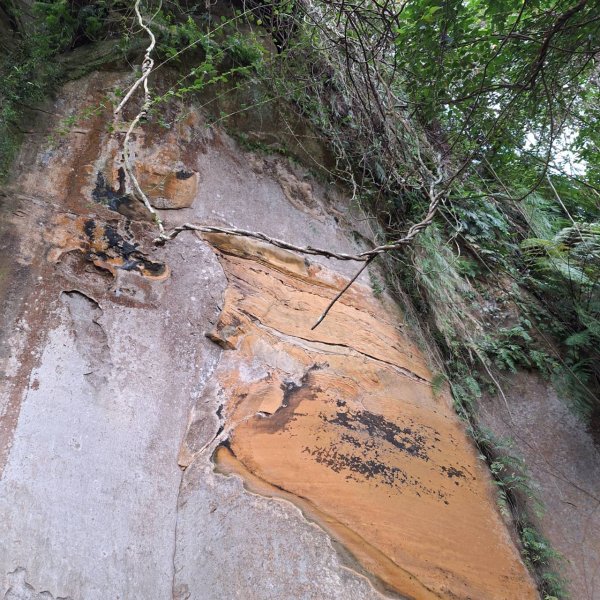 【貓貓自創路線】四獸山+南港山+九五峰+永春坡公園完成!2705803