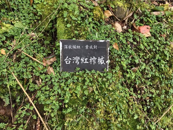 [玉山尋寶任務-08/12] 2025_0824 鹿林山步道_鹿林山2870810