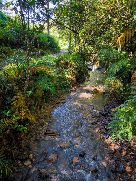 2024-08-22 澀水森林步道2578365