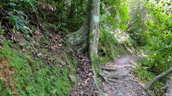 福山部落,內洞森遊區2552455