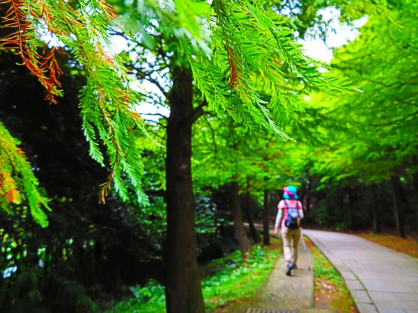 寂靜山徑：世界首座都會寧靜公園1122104