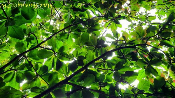 《台中》雙園連走｜東大公園連走都會公園202310072306016