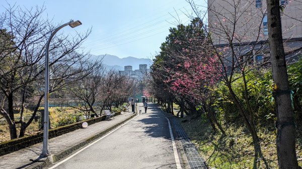 汐止康誥坑溪櫻花2405571