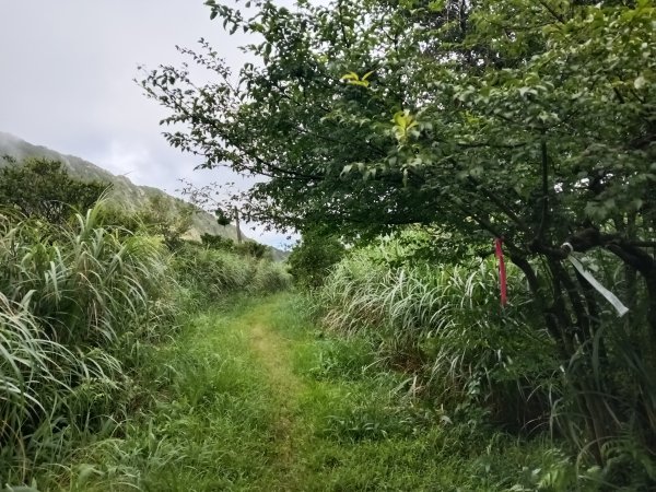 瑞芳區找尋半屏大瀑布未果2880945