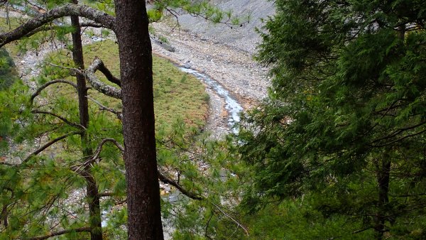 台灣最高如神般存在的大安溪倚天劍巨木探訪2747990