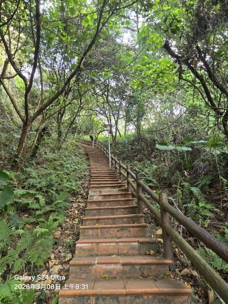 2026-03-08微笑山線：【大棟山系】百年大榕樹段3011675