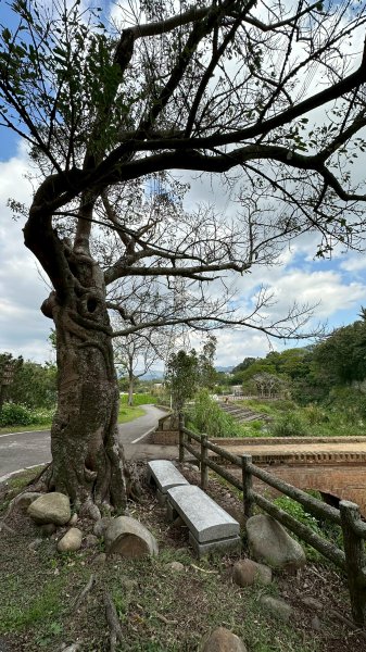 樟之細路三坑到關西3015327