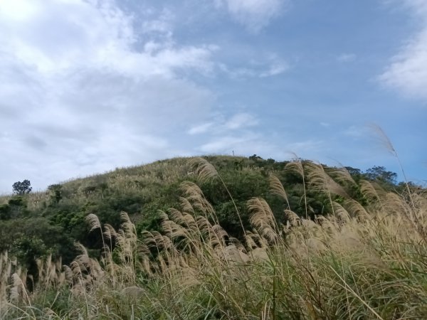 頭城鎮圓通寺+鴻子山東北峰+鴻子山+後湖子山林道+五峰旗山+840峰+水鴨池+水鴨崙+圓通寺O型2983777
