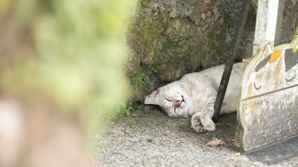 瀑布、溪流、壺穴、鐵道、貓村、採礦史｜三貂嶺越嶺猴硐1769546