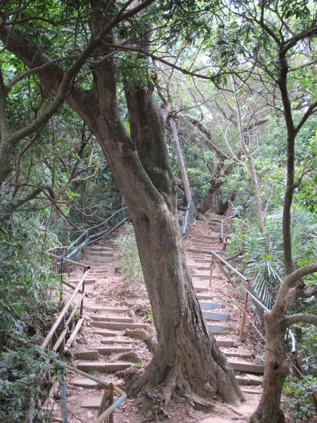 南觀音山步道955740