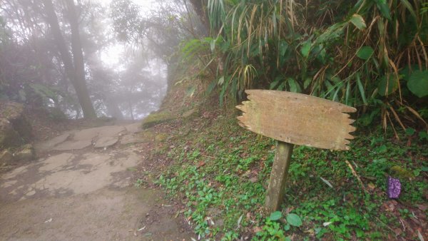 溪頭天文台登山步道、神木步道1523935
