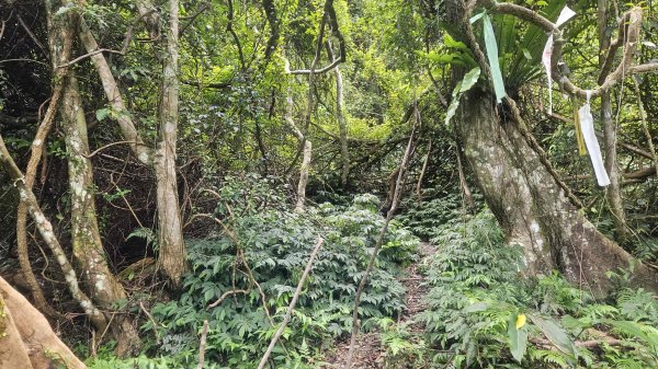 20250730烏來三山下紅河谷2848738