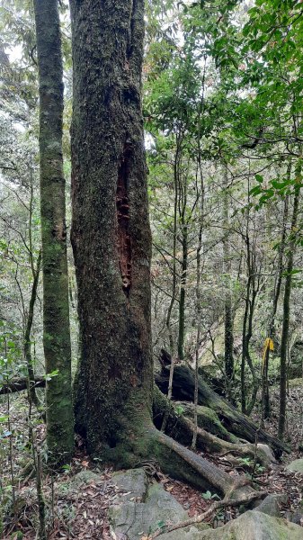 《台中》魔幻森林｜橫嶺山沙蓮山O型202104301367118