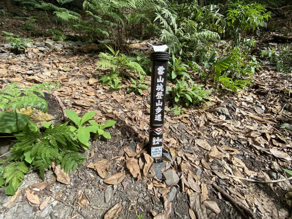 《雪山坑登山步道｜巨人之手森林秘境 Xueshankeng Hiking Trail & Giant2971100