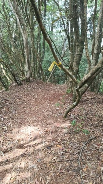 20251010 大雪山國家森林遊樂區 - 船型山林道 登 烏石坑山2911182