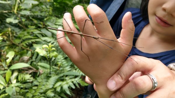 新溪洲山之樂400373