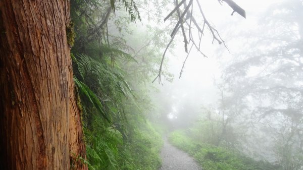 太平山（翠峰,茂興,鐵杉林,見晴）1097253