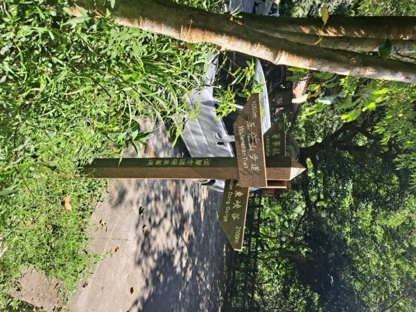 20230911淡蘭古道中段：五分山步道-暖東舊道2446835