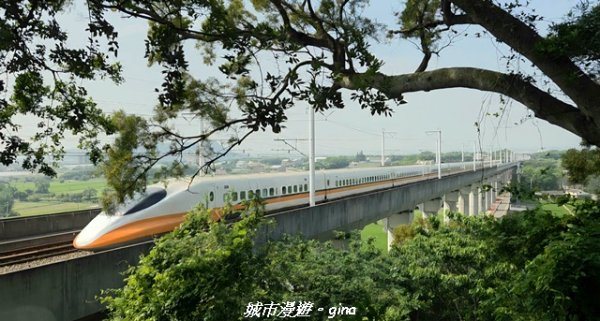 【台中外埔】外埔水流東桐花步道