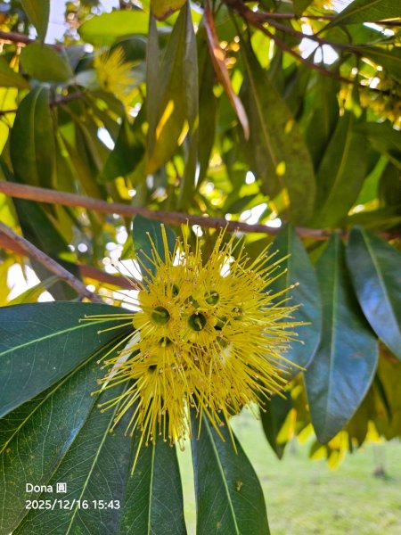 20251216太平山石門山小粗坑山O型+蕃薯藤TINA廚房2972662