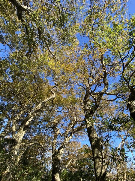 114.11.16 北得拉曼追黃金山毛櫸